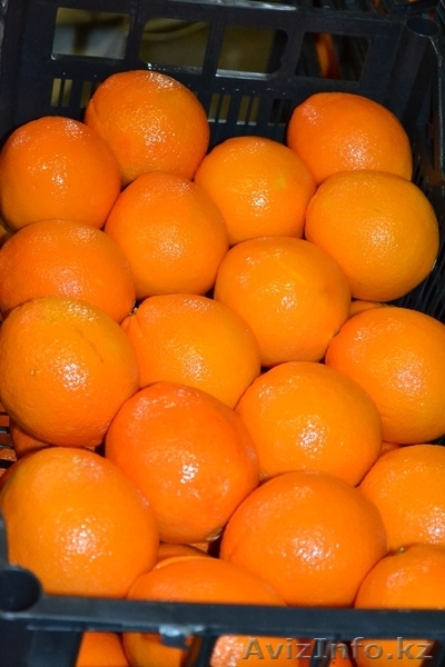 Фрукты из Греции оптом со склада в Астане - Изображение #7, Объявление #688954