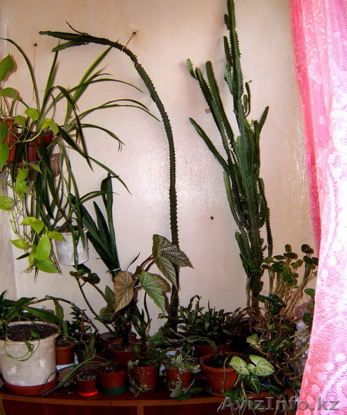 Продам коллекцию комнатных растений - Изображение #3, Объявление #684828