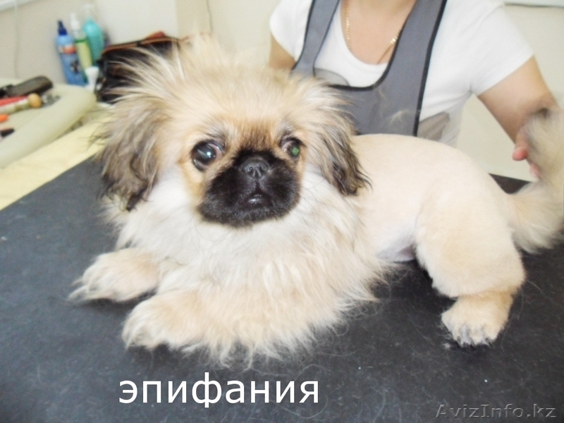 стрижка собак декоративных пород - Изображение #8, Объявление #698134