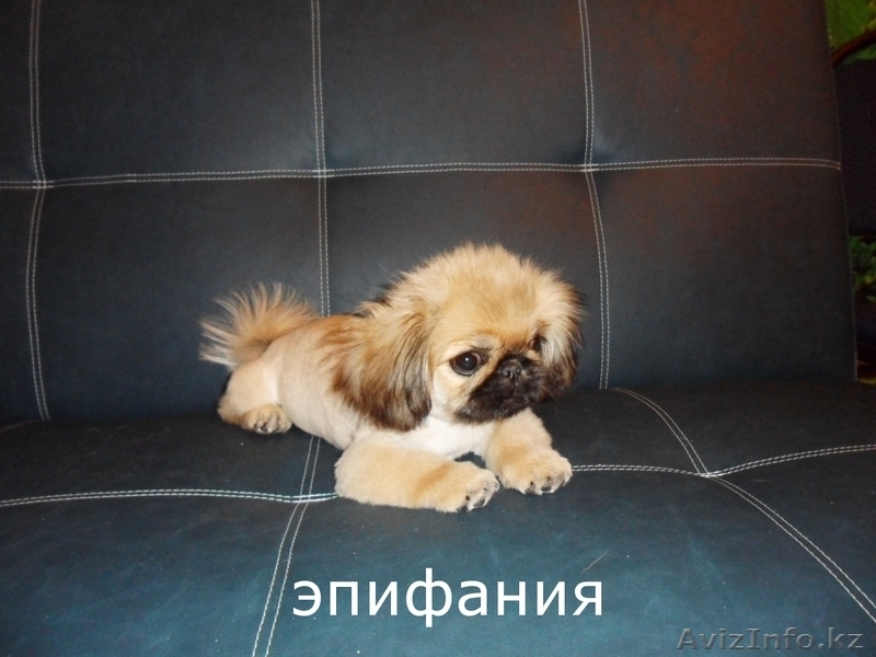 стрижка собак декоративных пород - Изображение #10, Объявление #698134