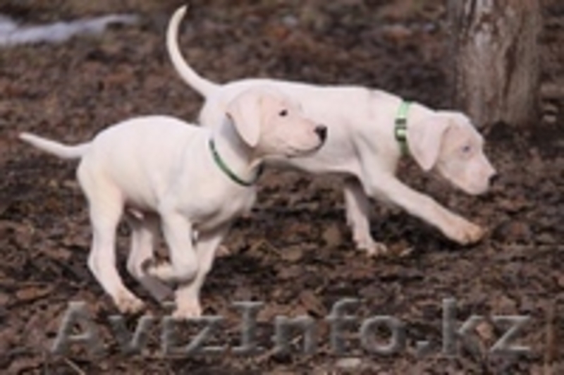 Щенки Аргентинского дога!!!  - Изображение #3, Объявление #686959