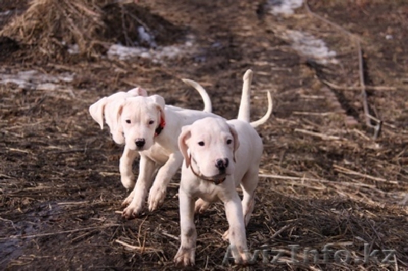 Щенки Аргентинского дога!!!  - Изображение #5, Объявление #686959