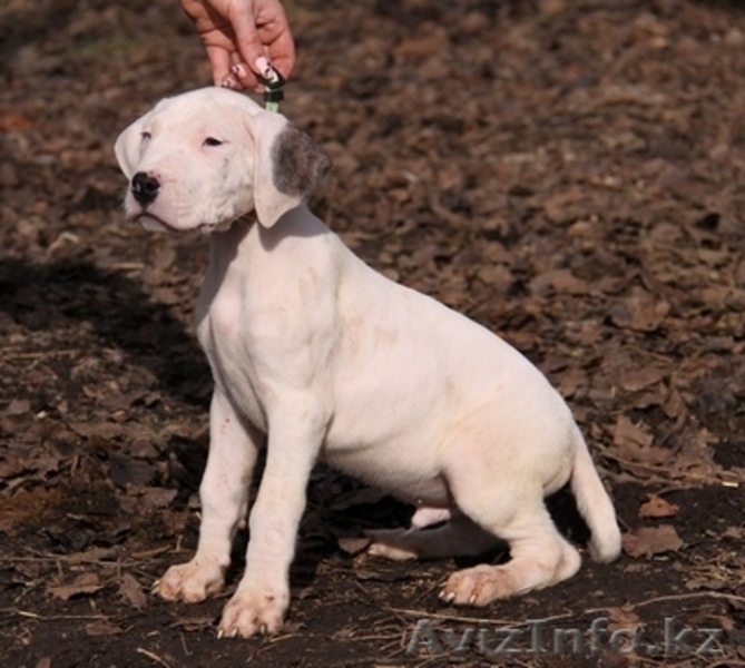 Щенки Аргентинского дога!!!  - Изображение #6, Объявление #686959