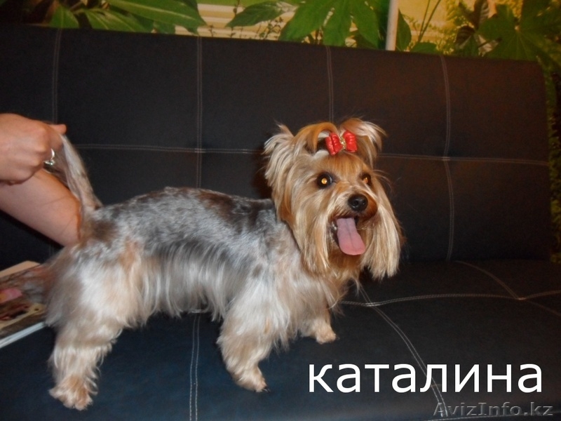 стрижка собак декоративных пород - Изображение #4, Объявление #698134