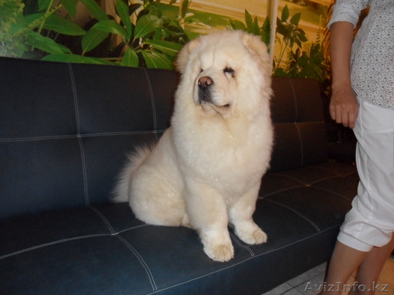 стрижка собак декоративных пород - Изображение #7, Объявление #698134