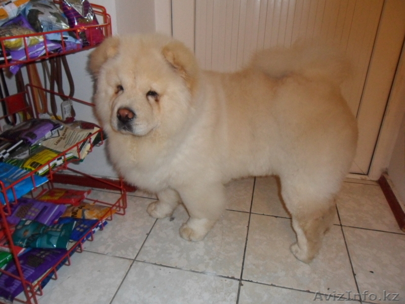 стрижка собак декоративных пород - Изображение #9, Объявление #698134