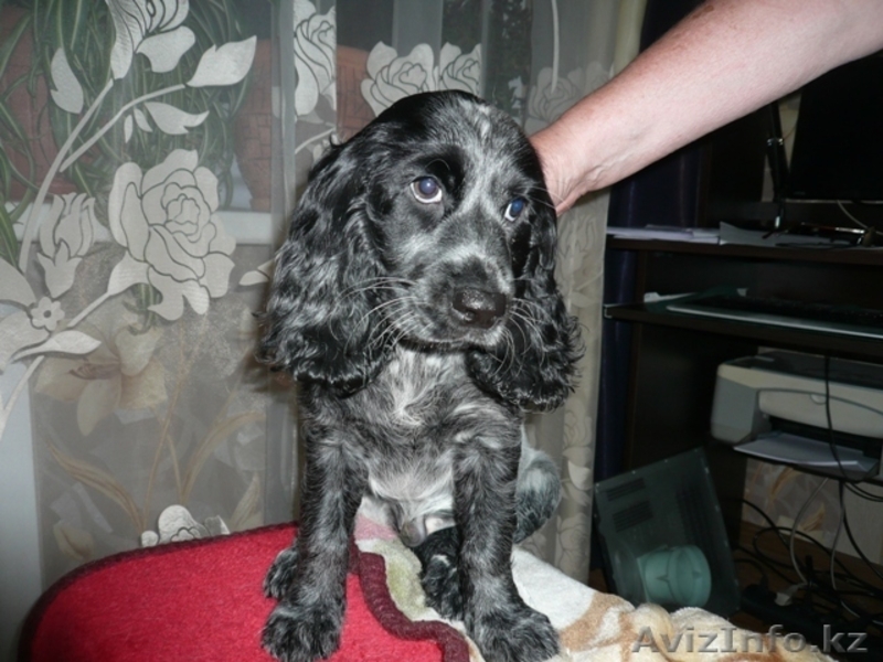 будущие охотники  и верные друзья. - Изображение #5, Объявление #676348