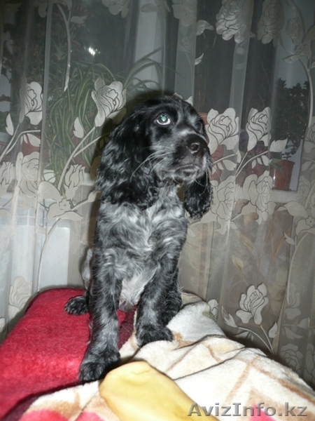 будущие охотники  и верные друзья. - Изображение #6, Объявление #676348