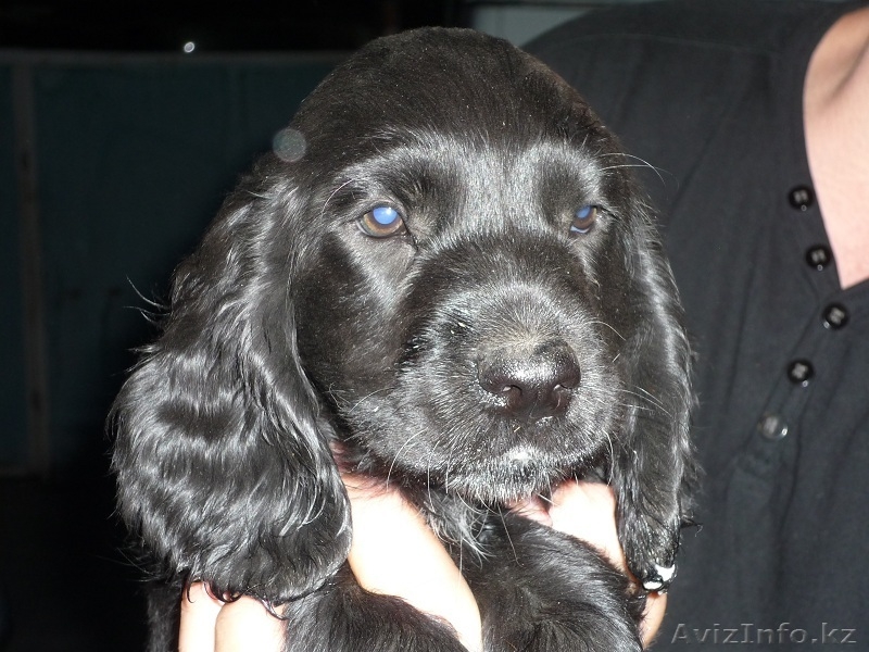 Продам щенка русского охотничьего спаниеля - Изображение #1, Объявление #684447