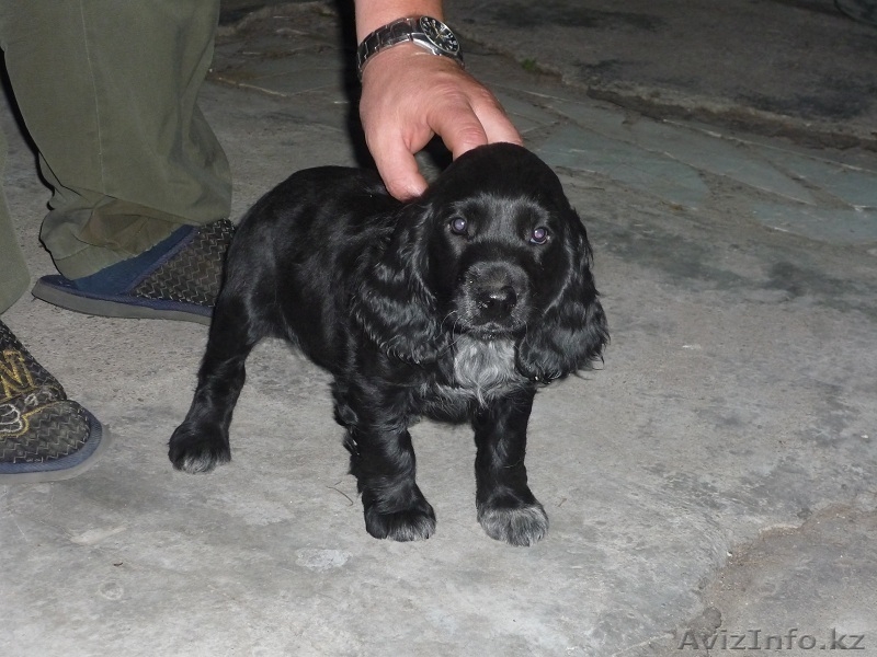 Продам щенка русского охотничьего спаниеля - Изображение #2, Объявление #684447