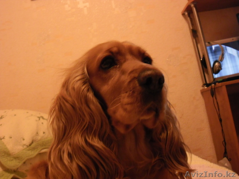 Продам щенков английский кокер спаниель - Изображение #2, Объявление #677300