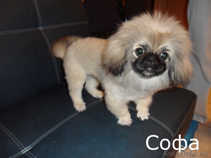 стрижка собак декоративных пород - Изображение #2, Объявление #698134