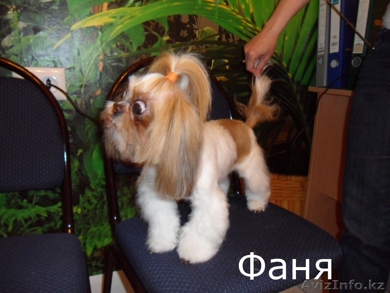 стрижка собак декоративных пород - Изображение #3, Объявление #698134