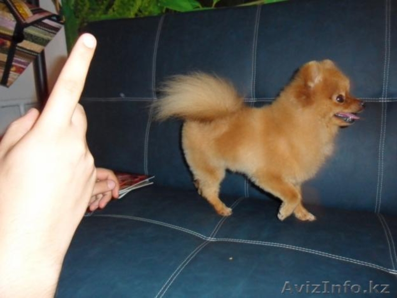 стрижка собак декоративных пород - Изображение #5, Объявление #698134