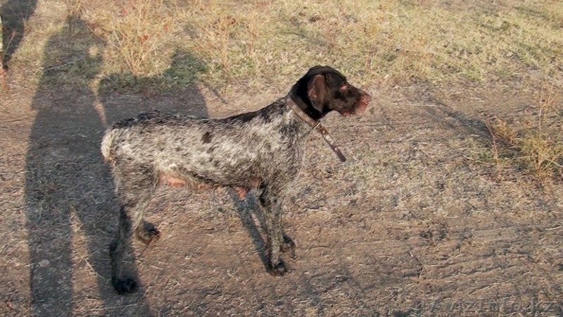 шенки дратхара от заслуженых чемпионов казахстана.награды.медали.кубки.грамоты   - Изображение #1, Объявление #719629