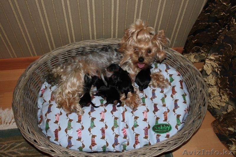 Йоркширский терьер, щенки от родителей-чемпионов  - Изображение #1, Объявление #707245