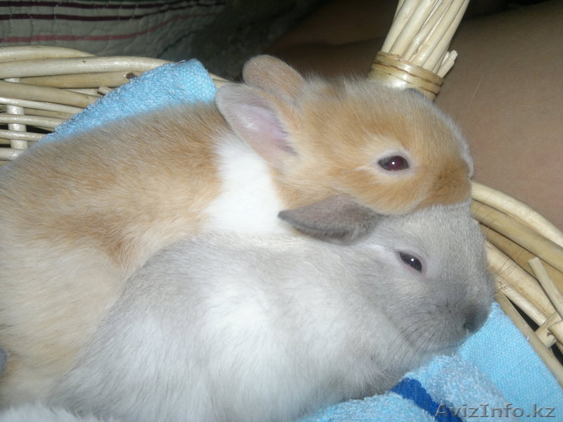 продам декоративных кроликов - ласковые ручные - Изображение #2, Объявление #725777