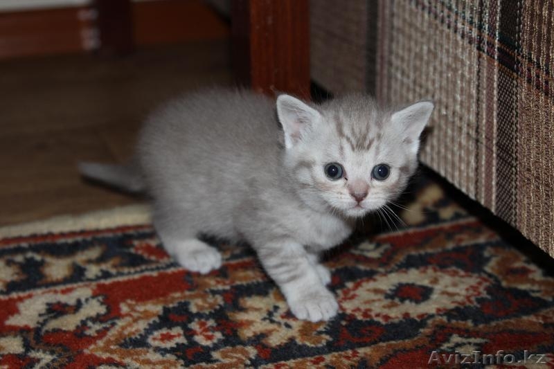 Котята скоттиш страйт - Изображение #1, Объявление #706247