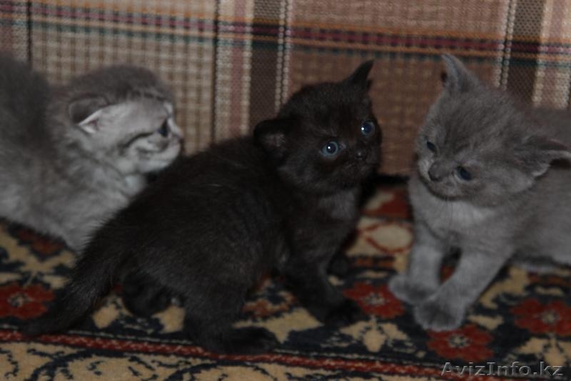 Котята скоттиш страйт - Изображение #2, Объявление #706247