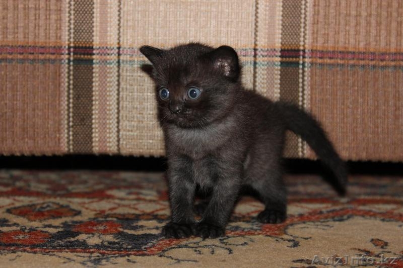 Котята скоттиш страйт - Изображение #3, Объявление #706247