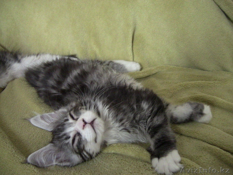 Котята мейн кун - Изображение #6, Объявление #711048