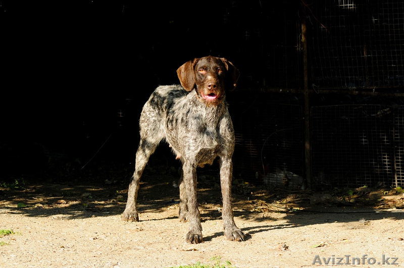 шенки дратхара от заслуженых чемпионов казахстана.награды.медали.кубки.грамоты   - Изображение #2, Объявление #719629