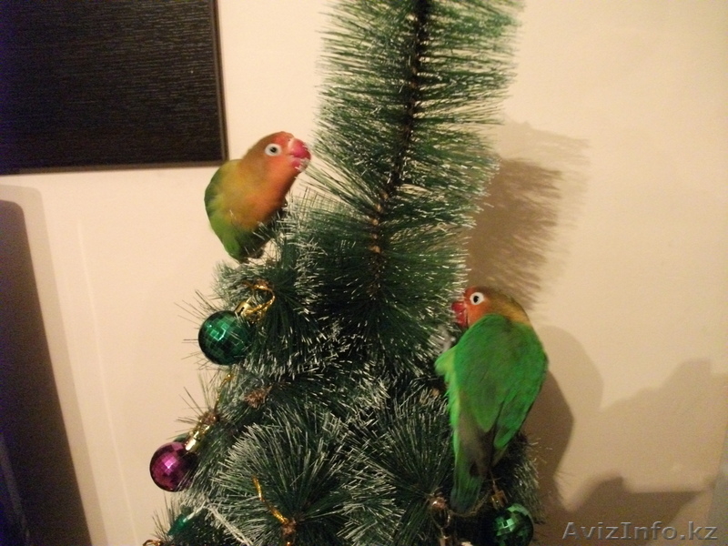 Красивая пара Неразлучников Фишера - Изображение #3, Объявление #726540