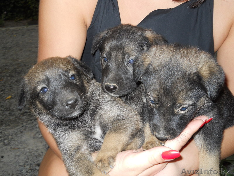 Отдам щенят в добрые руки - Изображение #1, Объявление #484286