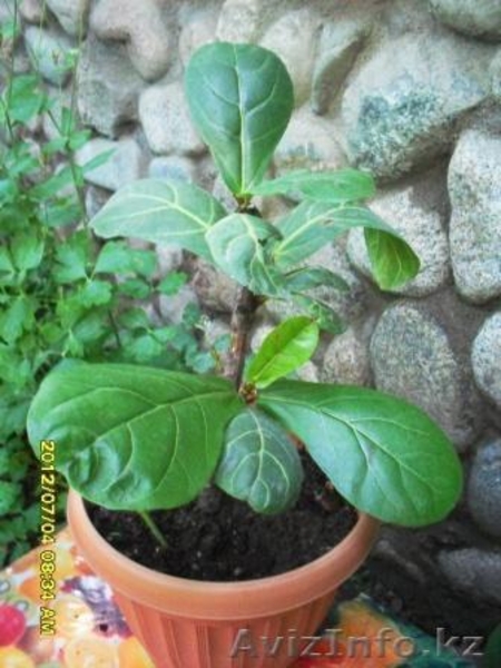 Фикусы разные .Укорененные черенки и взрослые растения. - Изображение #4, Объявление #726552