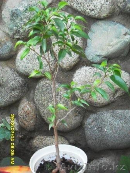 Фикусы разные .Укорененные черенки и взрослые растения. - Изображение #5, Объявление #726552