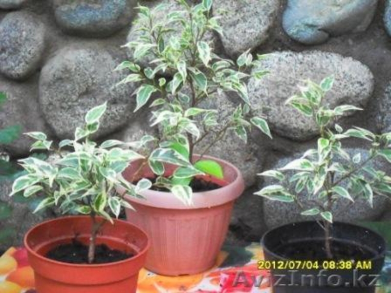 Фикусы разные .Укорененные черенки и взрослые растения. - Изображение #3, Объявление #726552