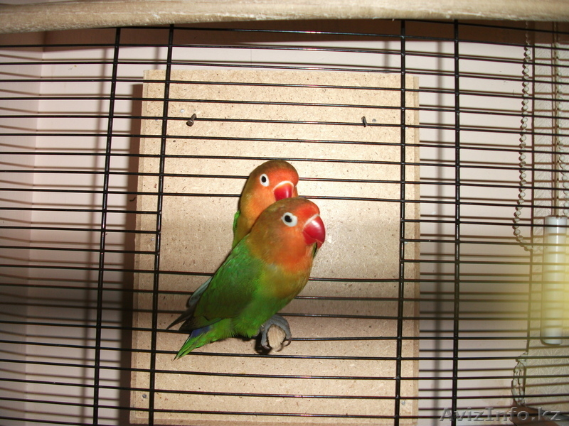 Красивая пара Неразлучников Фишера - Изображение #5, Объявление #726540