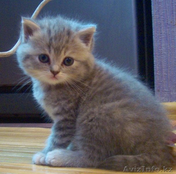 шотландская прямоухая кошечка - Изображение #3, Объявление #701708