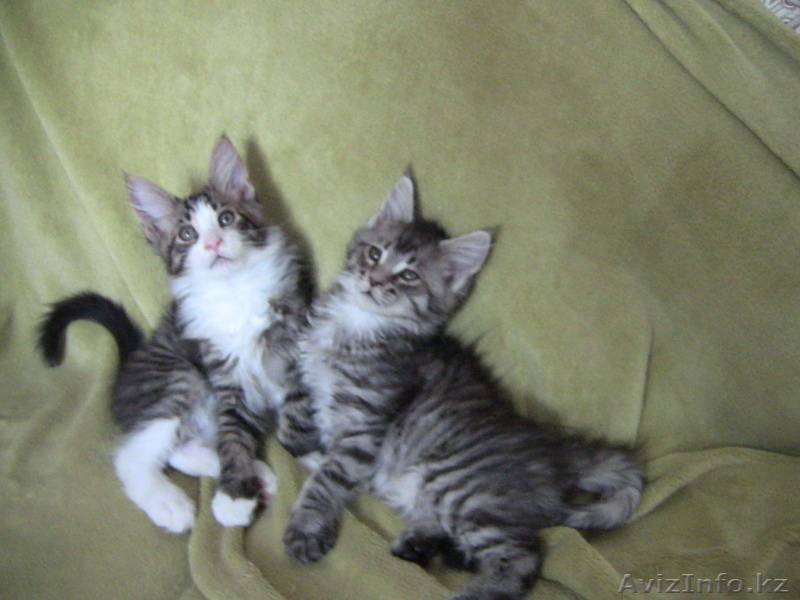 Котята мейн кун - Изображение #5, Объявление #711048