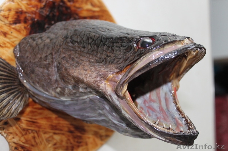 рыбы ручной работы - Изображение #4, Объявление #704607