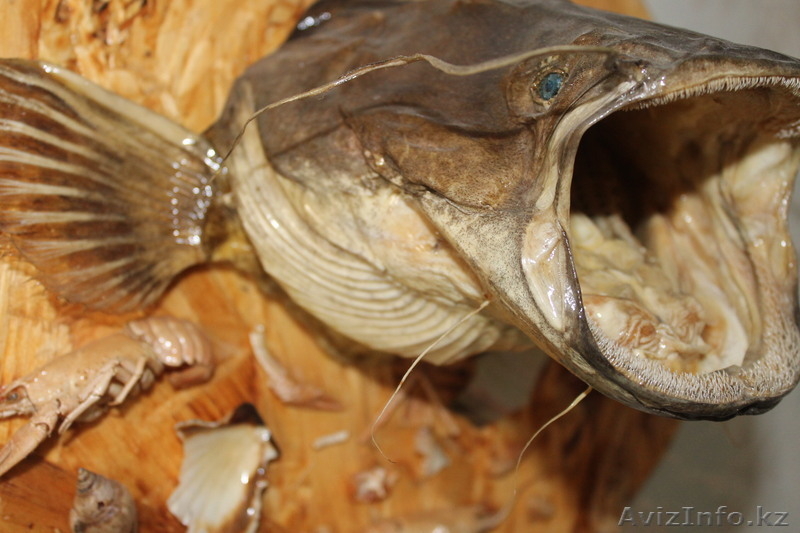 рыбы ручной работы - Изображение #6, Объявление #704607