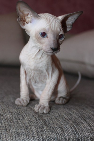 срочно, не дорого - продаем котят сфинксов - Изображение #3, Объявление #710973