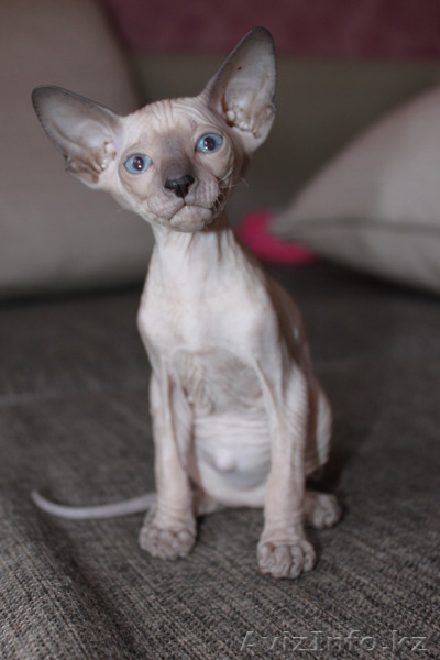 срочно, не дорого - продаем котят сфинксов - Изображение #2, Объявление #710973