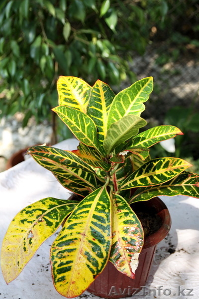 экзотические комнатные цветы - Изображение #4, Объявление #718153