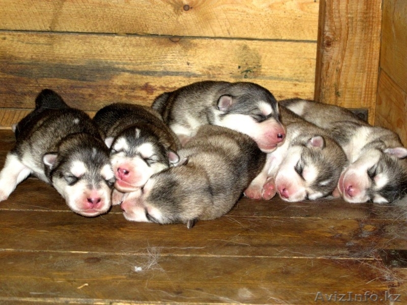 Продам щенков аляскинского  маламута - Изображение #1, Объявление #704091