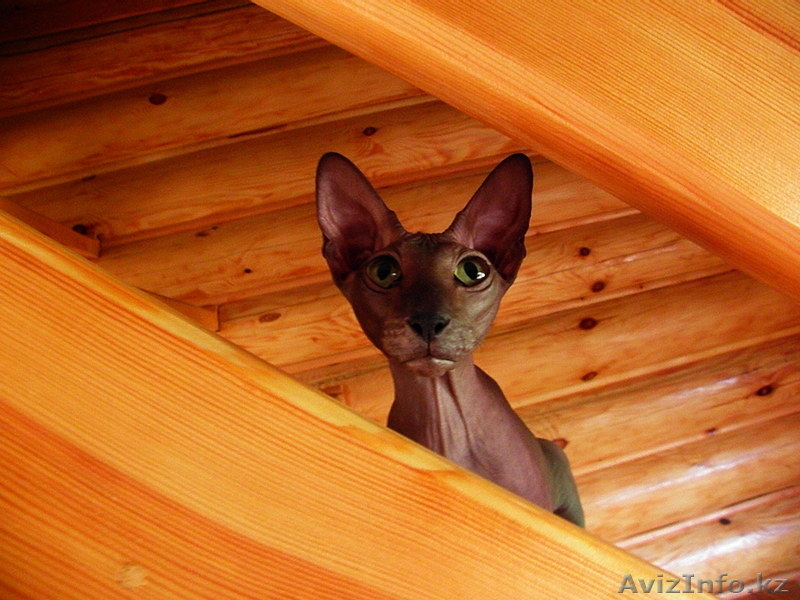 срочно, не дорого - продаем котят сфинксов - Изображение #1, Объявление #710973