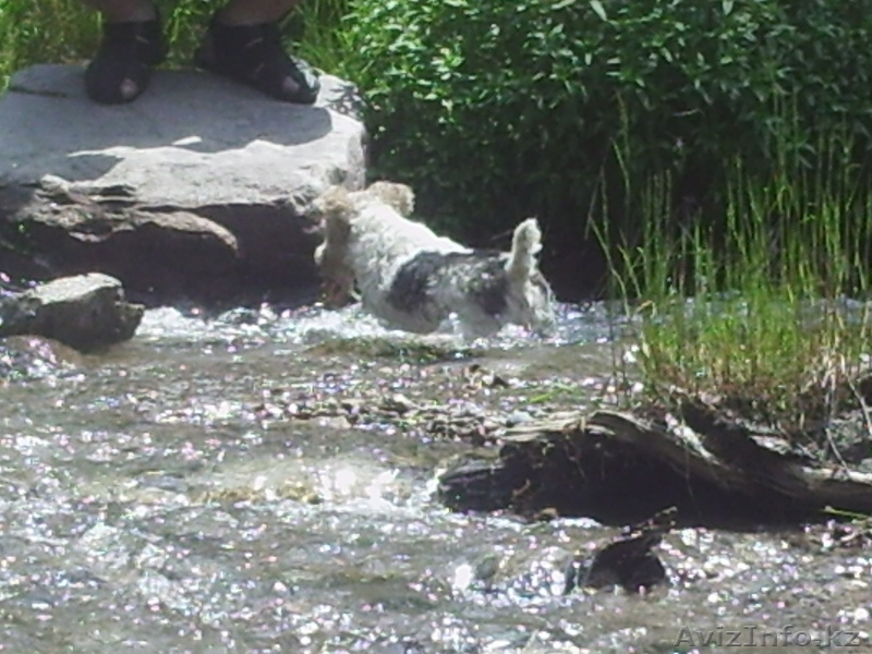 продам щенков фокс терьера - Изображение #3, Объявление #579948