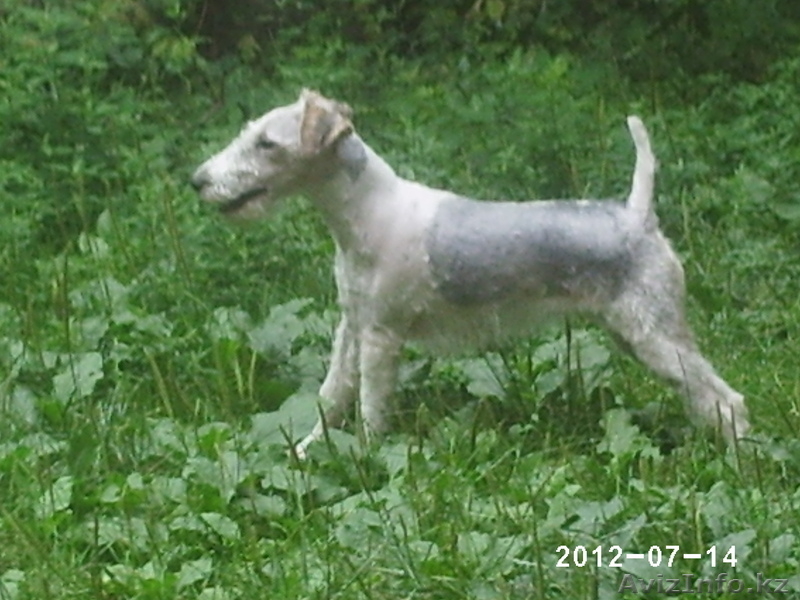 продам щенков фокс терьера - Изображение #1, Объявление #579948