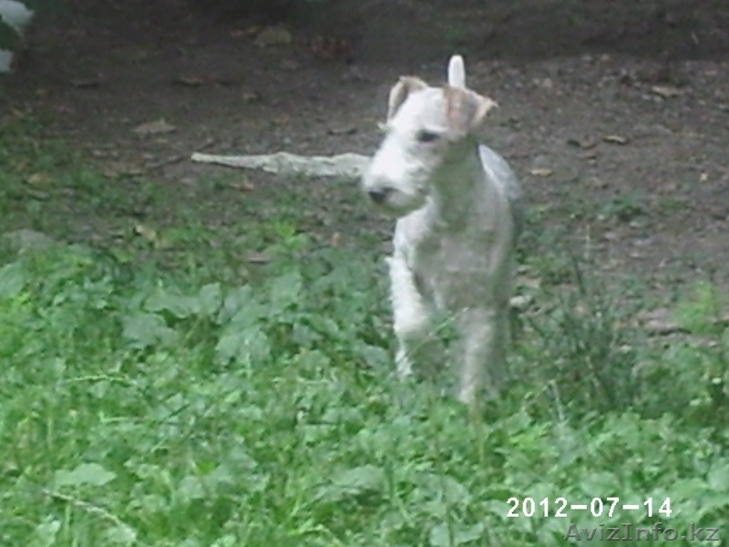 продам щенков фокс терьера - Изображение #2, Объявление #579948