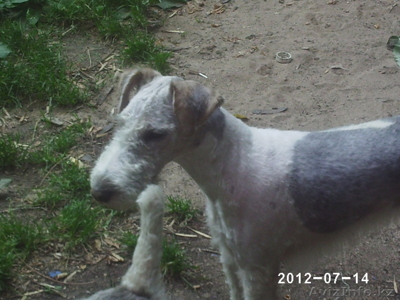 продам щенков фокс терьера - Изображение #4, Объявление #579948