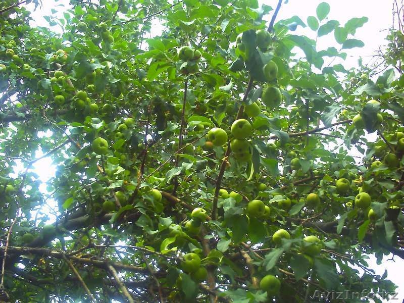 ПРОДАЕТСЯ ДОМ СРОЧНО в а.Кабанбай(Андреевка) - Изображение #5, Объявление #366459