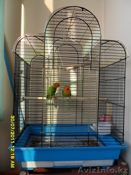 Красивая пара Неразлучников Фишера - Изображение #4, Объявление #726540