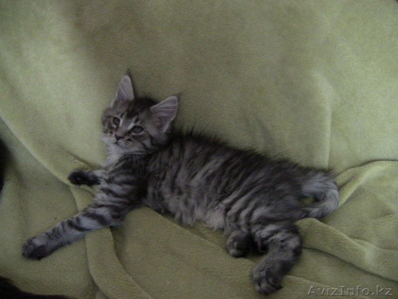 Котята мейн кун - Изображение #7, Объявление #711048