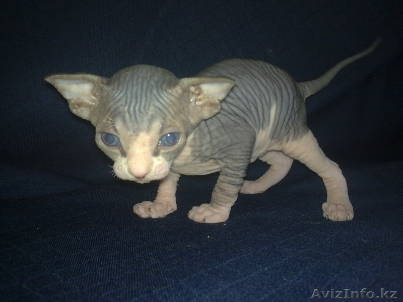 Продам канадиков - Изображение #1, Объявление #738443