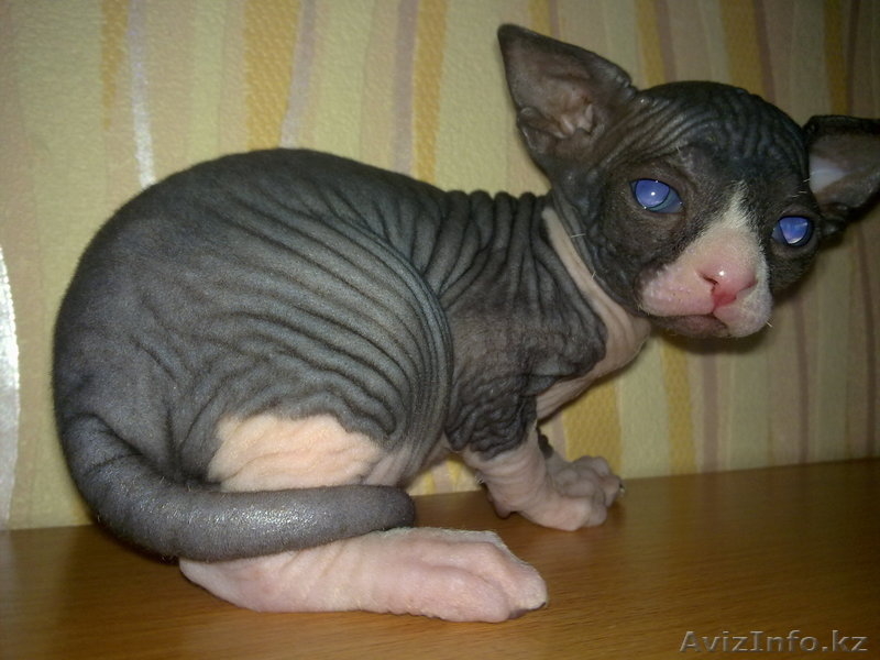 Продам канадиков - Изображение #2, Объявление #738443